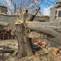 خرید چوب در باغات نقد به قیمت روز|خدمات باغبانی و درختکاری|گوگان, |دیوار