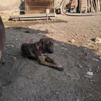 توله گوسفندی