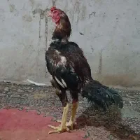 چند عدد خروس لاری