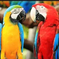 قبول سرپرستی فنچ قناری مرغ و مرغ عشق و پرنده قفسی