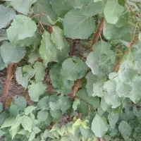 فروش نهال های اصلاح شده و پربار بصورت چک صیادی|گل و گیاه طبیعی|میاندوآب, |دیوار