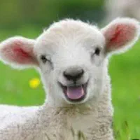 دام گوسفند زنده