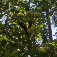سیب|خوردنی و آشامیدنی|شاهین دژ, |دیوار