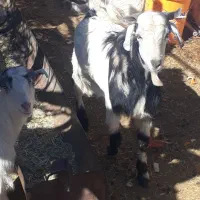 تعدادی گوسفند