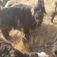 دوبر اصل|حیوانات مزرعه|صمصامی, |دیوار