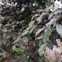 بنجامین بلک جعبه ۴۵|گل و گیاه طبیعی|نشتارود, |دیوار