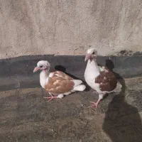جوجه کبوتر کفتر گراف کوی امیرالمومنین