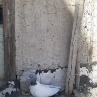 کبوتر|پرنده|اردبیل, |دیوار