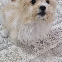 سگ شیتزو کراس فنجونی