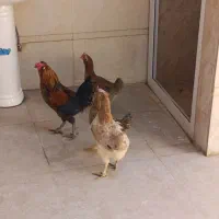 چهارتا مرغ یک خروس