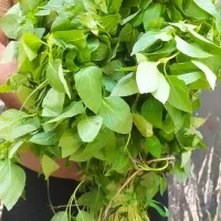 ریحان کیلویی ده هزار|خوردنی و آشامیدنی|اصفهان, لاله|دیوار