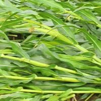 ذرت چاپر خابیده مخصوص گاوداری های سنتی|حیوانات مزرعه|دزفول, |دیوار