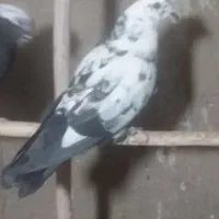 چندجفت کفترپرشی