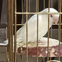 طوطی کوتوله برزیلی آلبینو فالو خالص سفید