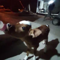 گوساله شیری ۵ روزه