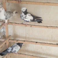 کبوتر|پرنده|کاشان, ولیعصر|دیوار