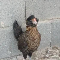 فروشی|حیوانات مزرعه|خورموج, |دیوار