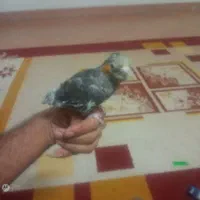 عروس هلندی