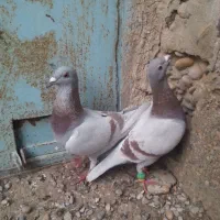 کبوترپوست پیازی