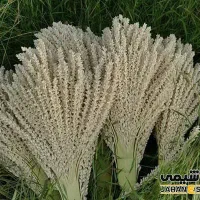 گرده نخل نر و عرق کریشکو یا کاشکیلو