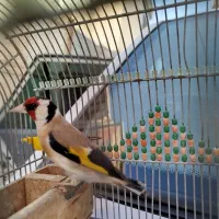 سهره وحش و رام مست