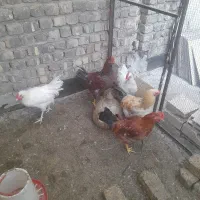 خروس|حیوانات مزرعه|قنوات, |دیوار