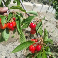 باغ ۸۰۰ متری محدوده نوجان