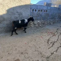 سلام دو راس بز. زوییده با کهره نر و ماده