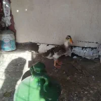 اردک