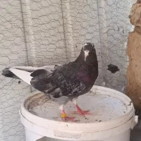 کبوتر پرشی جلد نشده قیچی 2تا ماده 2تا مفلق 1نر