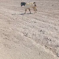 فروش پازن خوب دورگ جوان داشتی