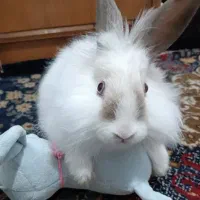 خرگوش لوپ هلندی چشم ابی
