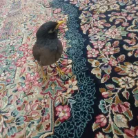 مرغ مینا|پرنده|کرمان, |دیوار