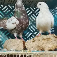 کبوتر تهرونی سرخ و کلاغ سبز چینی|پرنده|مشهد, گاز|دیوار