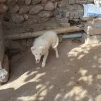 تول سگ|سگ|تهران, مخصوص|دیوار