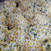 فروش گل نرگس **خفر**