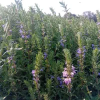 بادرشبی ( بادرنجبویه) بدون کود و سم شیمیایی