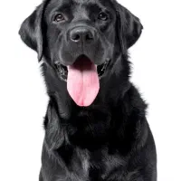 خرید و فروش حیوانات