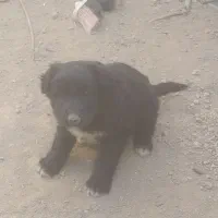 سگ ماده|سگ|خمینی‌شهر, |دیوار