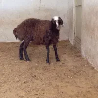 فروش بره همو وهترو درجه یک
