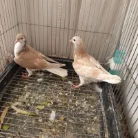 یک جفت سده زرد