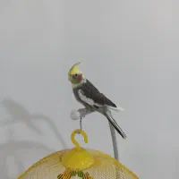 عروس هلندی نر دستی وسخنگو
