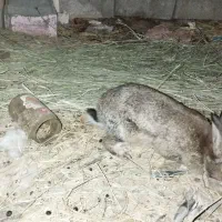خرگوش پشمالو|موش و خرگوش|سراوان, |دیوار