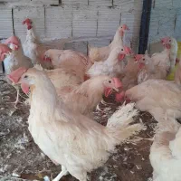 مرغ سفیداول ماه