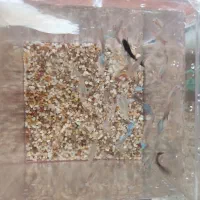 ماهی آکواریوم گوپی