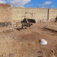 طوله پژدر ماده ۶ماه سروکله داره|سگ|کرمانشاه, |دیوار