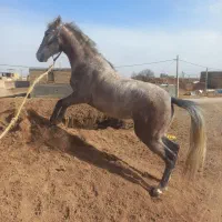 اسب سواری|اسب و تجهیزات اسب‌سواری|کرمانشاه, |دیوار