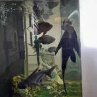 ماهی آکواریومی درشت|ماهی|بجنورد, |دیوار