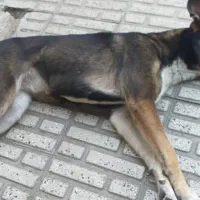 واگذاری نژاد مالی نویز|سگ|قائم‌شهر, |دیوار