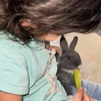 خرگوش کوچولو